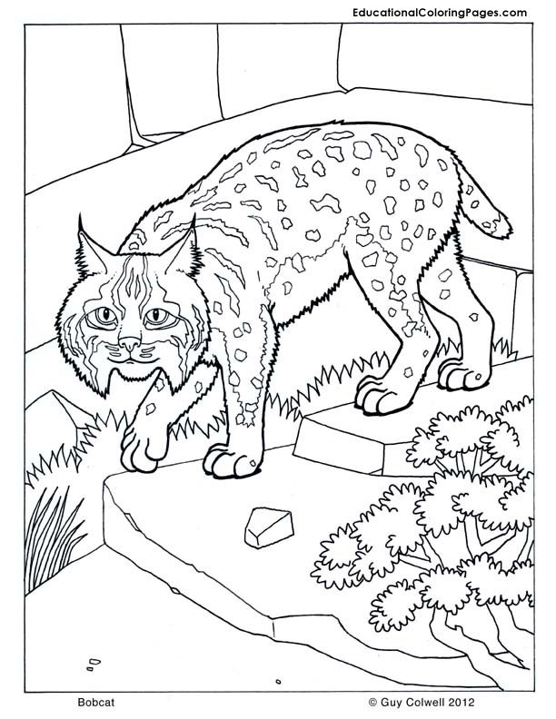 baby bobcat coloring pages - photo #9