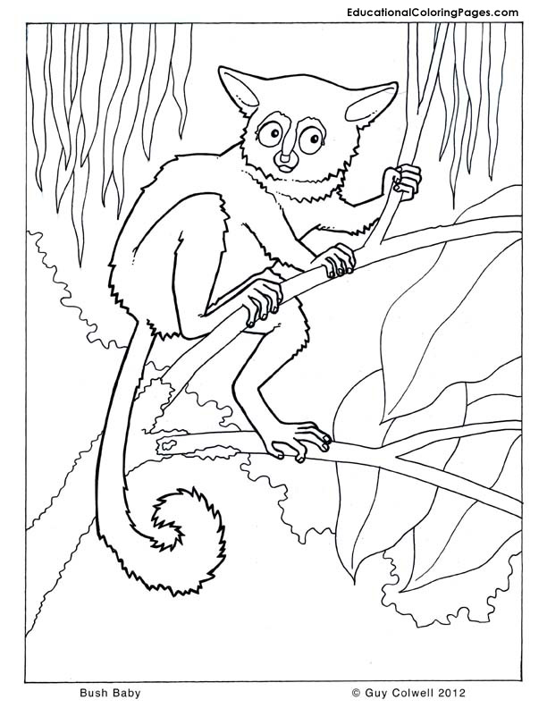 baby animal coloring book pages - photo #37