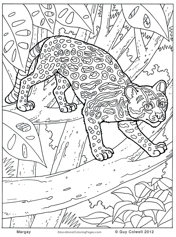 Margay colouring pages | Animal Coloring Pages