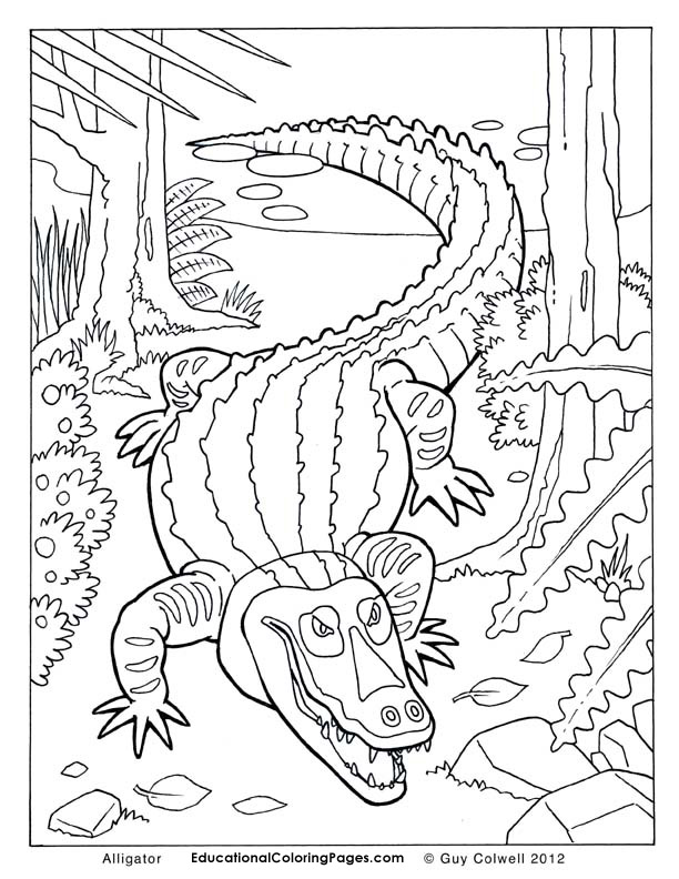 alligator coloring pages, alligator colouring pages