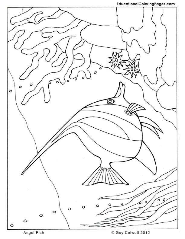 angel fish coloring, fish coloring pages