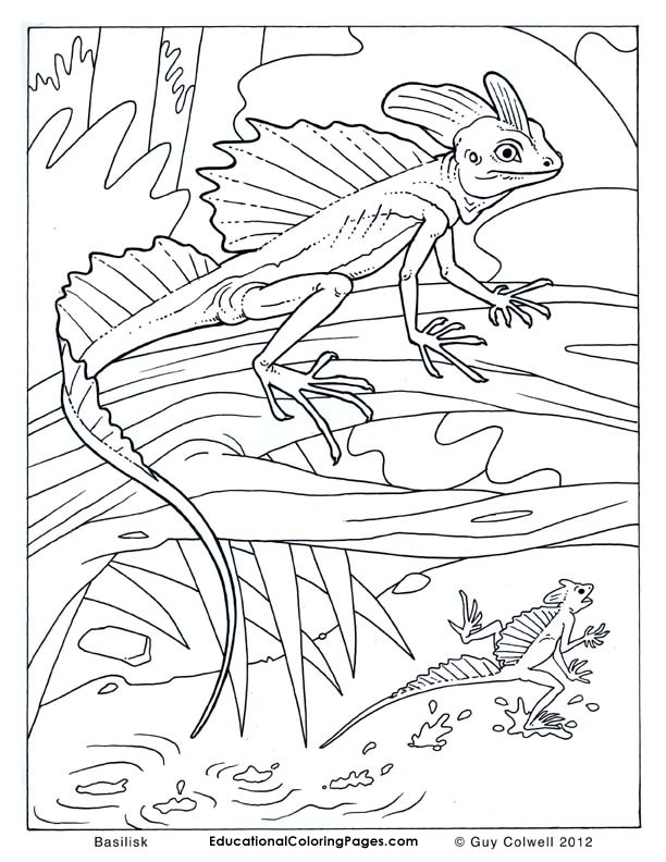lizard coloring pages, lizard colouring pages