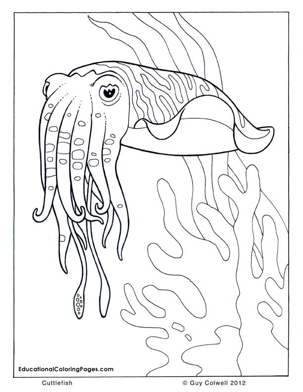 cuttlefish coloring pages