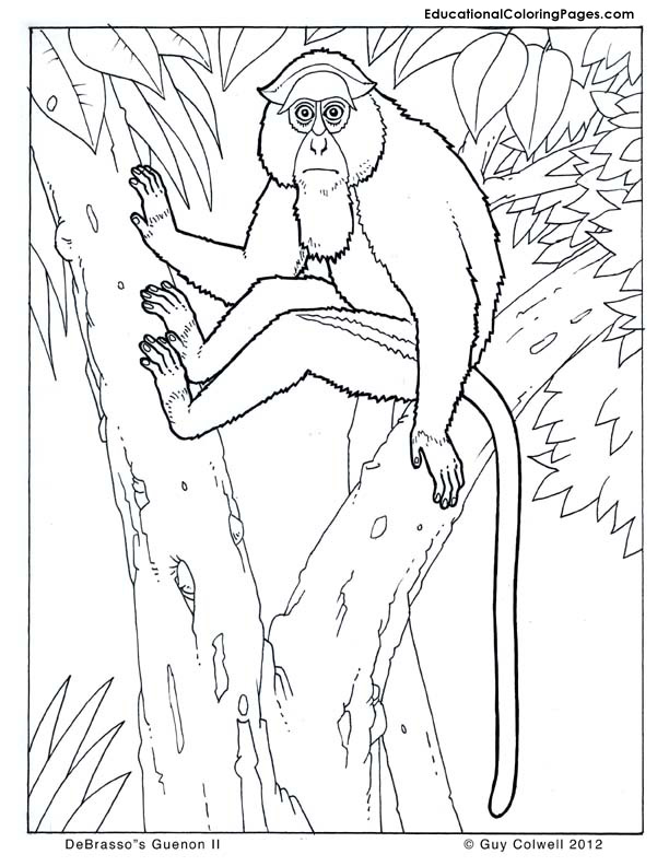 Guenon coloring pages