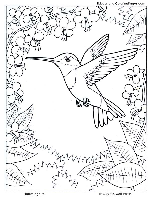 Hummingbird coloring, flower coloring, nature coloring pages