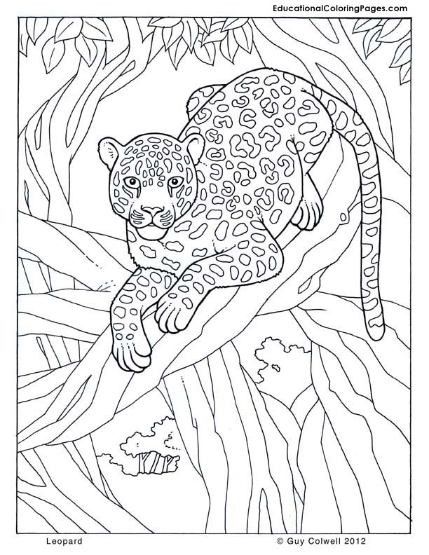 Leopard coloring, tropical coloring pages,jungle coloring pages