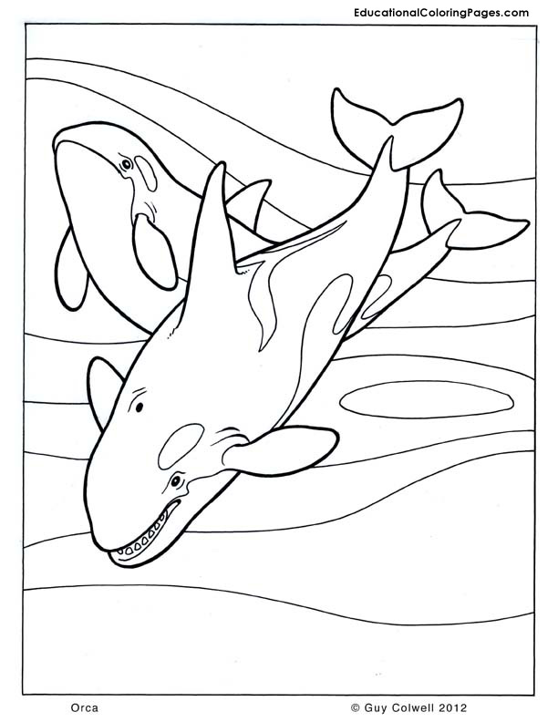 Orca coloring