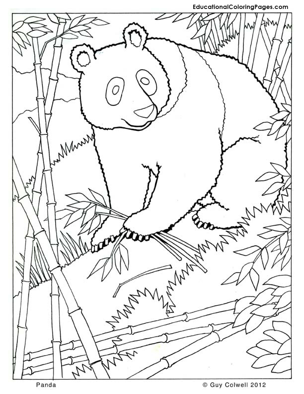 panda coloring, zoo animals coloring