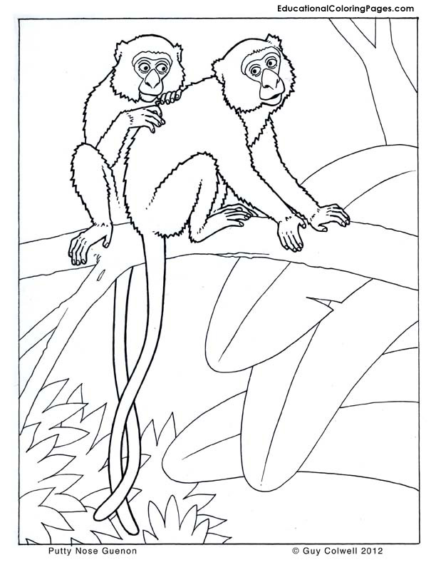 guenon coloring pages