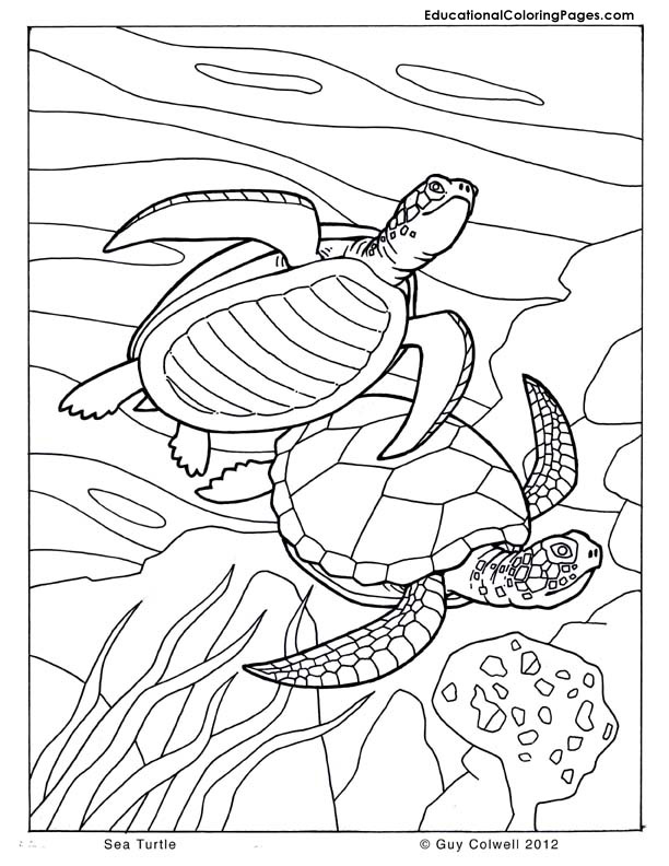 turtle coloring