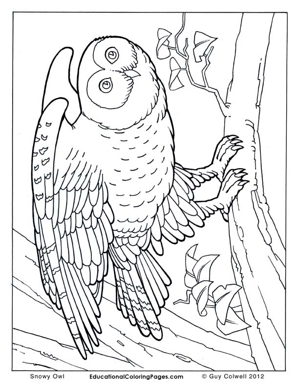 owl coloring pages, birds coloring