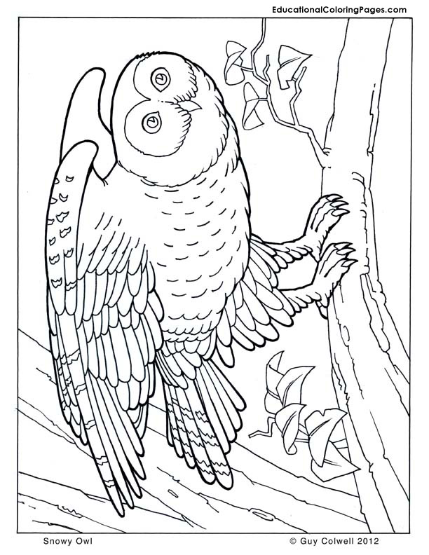 owl coloring pages, owl image