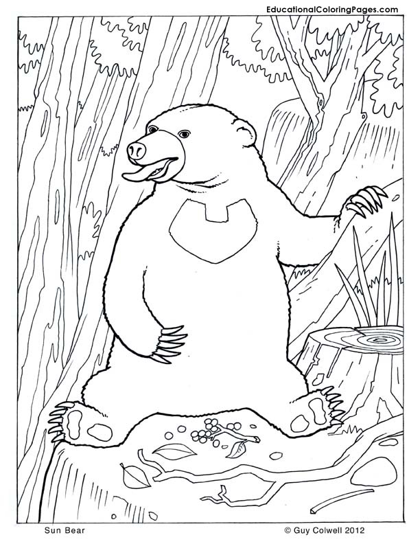bear coloring, animal coloring