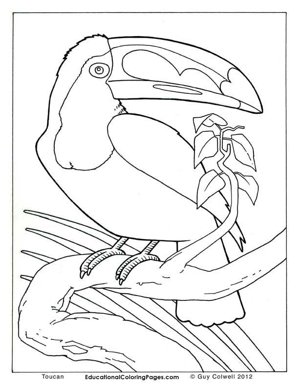 toucan coloring pages, birds colouring pages